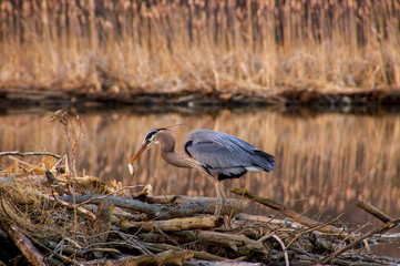 Great Blue Heron with Fish