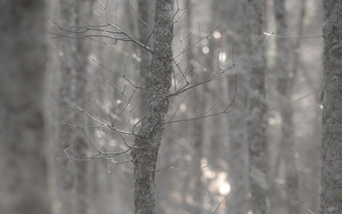 Winter Layers Background.