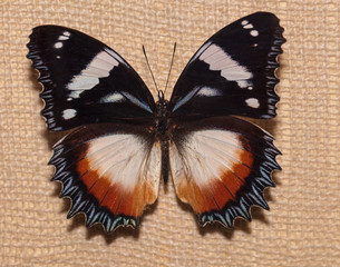 Obraz na płótnie Canvas brushfooted butterfly