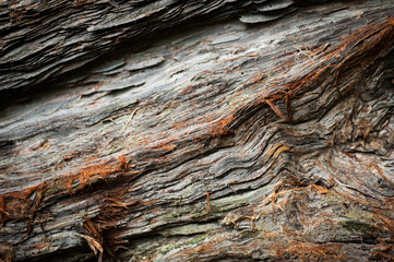 Closeup Tree Bark Texture