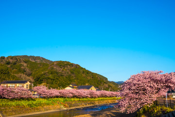河津桜