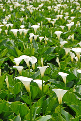 Calla lily flower blooming in spring