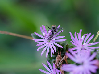 Close up of an ant on purple grass flowers