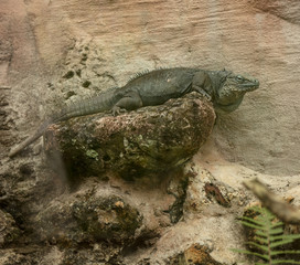 old iguana perched on rocky stoop
