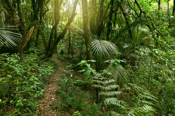 Obraz premium Jungle