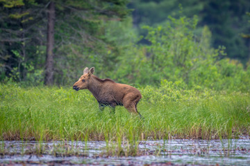 Naklejka na ściany i meble A moose calf wandering in the long grass on the lake shore. Algonquin Provincial Park, Ontario, Canada.