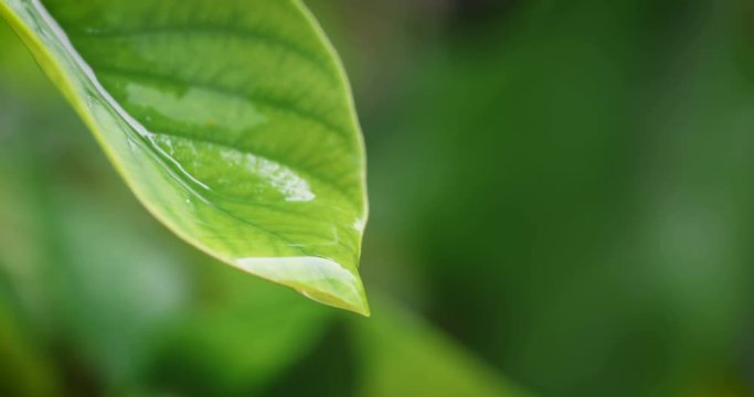 water rain drop with fresh green leaf for a nature background of close up dew drop fall from leaf , 4K Dci resolution