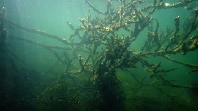 Underwater branches in forest lake with rippling sunlight