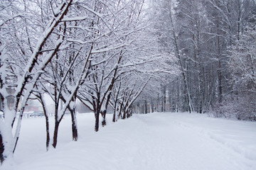 Fototapeta na wymiar pedestrian road after snowfall