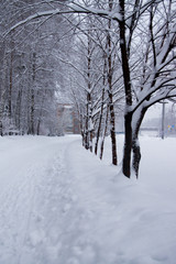 pathway after snowfall