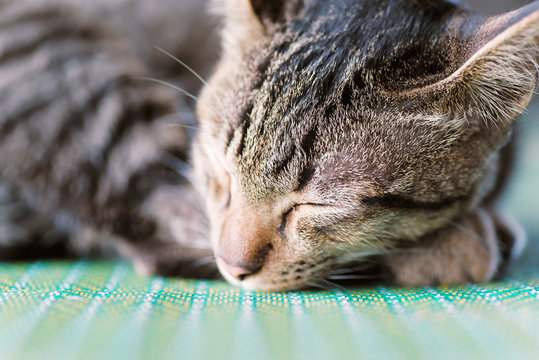 Cute cat sleeping on the mat