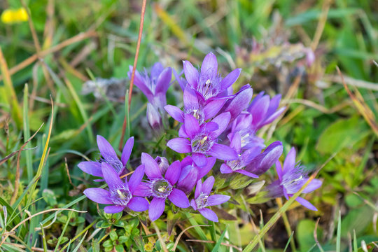 Gentiana alpine flowers in bluish purple with trumpet shape growing on ground
