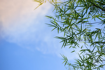 bamboo leaves with the sky background