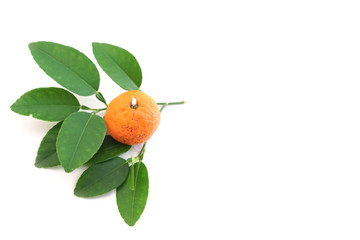 Mandarin oranges with leaves isolated over white background.Flat lay concept with copy space.Orange fruits isolated.