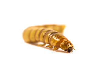 Close up Mealworm