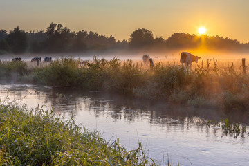 Cows in field on bank of Dinkel River at sunrise