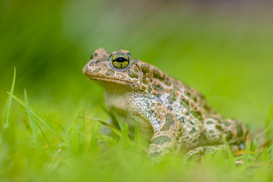 Green toad in bright green Grass