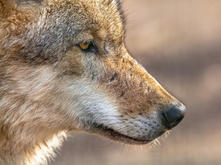Snout portrait of a  Grey Wolf
