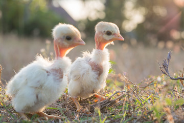 Chicks with warm sunshine in winter
