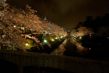 橋から望む桜