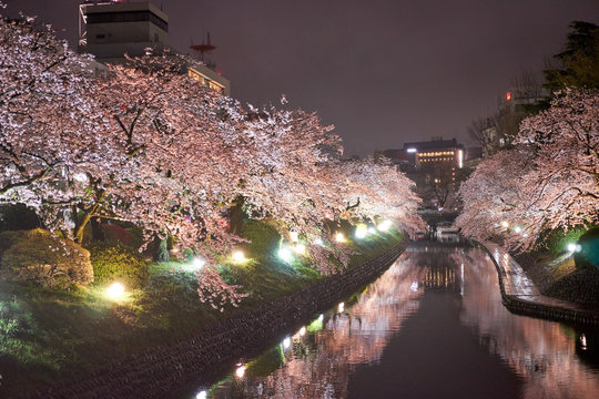 夜桜並木 Images – Browse 14 Stock Photos, Vectors, and Video