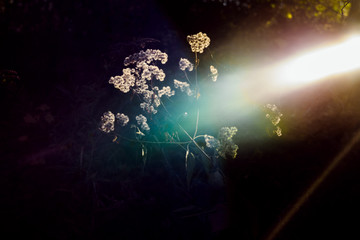 Flowers Lit By A Colorful Beam Of Light