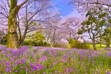 満開の桜とオオアラセイトウ