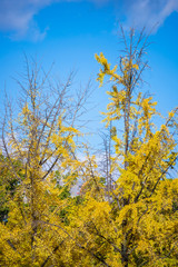 Fototapeta premium Yellow ginkgo tree in autumn season