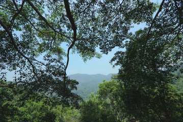 Tropical rainforest landscape with blue sky background.
