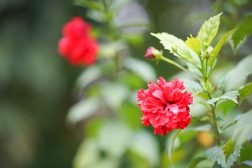 Red hibiscus flower on a green background