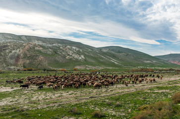Flock of sheep in the mountains