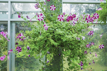 Hanging flower pot  in flower garden.