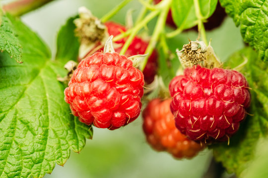 Raspberries in nature on the branches of a bush