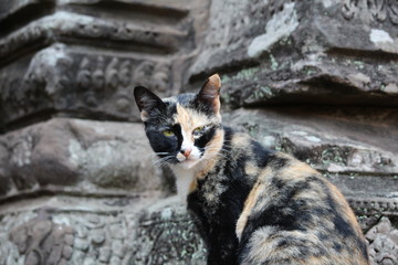 Cat in Cambodia