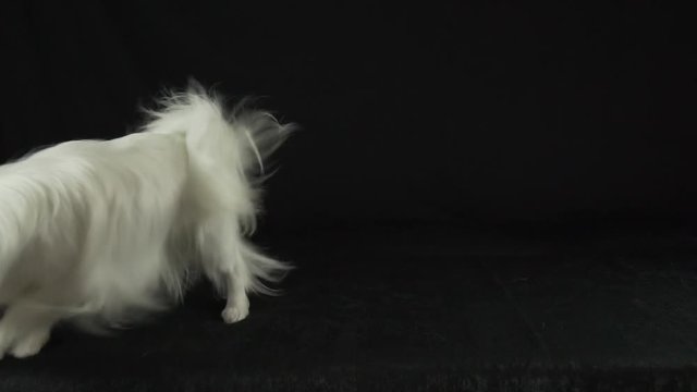 Beautiful young male dog Continental Toy Spaniel Papillon playing with the hand of host on black background slow motion stock footage video