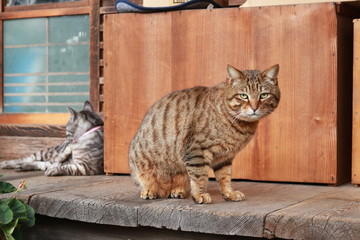 Naklejka premium 神社の猫
