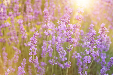 Obraz premium Flowers in the lavender fields in the Provence mountains. Lavender bushes closeup on evening light.