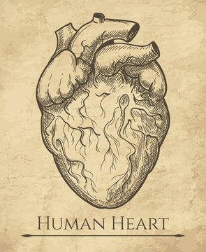 Human heart sketch. Anatomical heart organ etching drawing, medical retro anatomic cardiac muscle engraving vector illustration