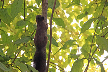 The Squirrel climbing up the tree
