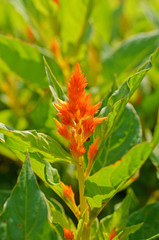 Red Plumed Celosia Flower in garden