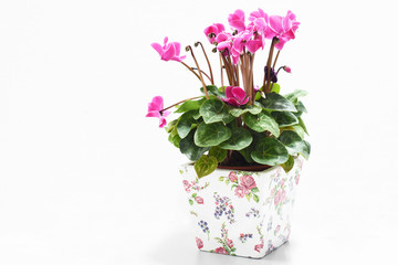 Pink flowers are in pots.