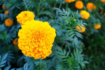Close up of beautiful Marigold flower in the garden.