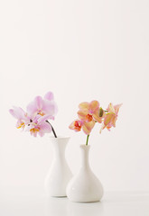 beautiful orchids in white vase on white table