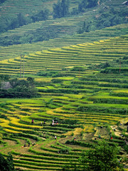 View of rice field in valley at Sapa, Vietnam