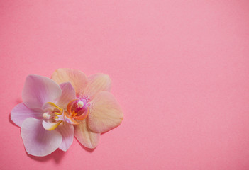 Fototapeta na wymiar orchids on pink background