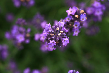 Fototapeta na wymiar Macro Purple lavender flower. Microcosmos in rustic, home, eco-friendly garden.
