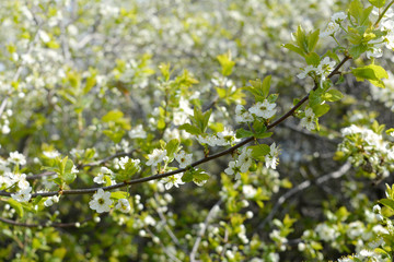 Blooming cherry tree. Branch with tender white flowers and young leaves. Spring in garden.