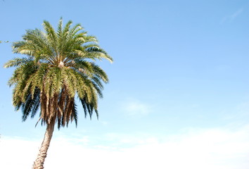 A palm tree with clear blue sky behind