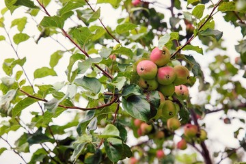 background with fresh natural ripe cultivated apple tree with fruits outdoors 