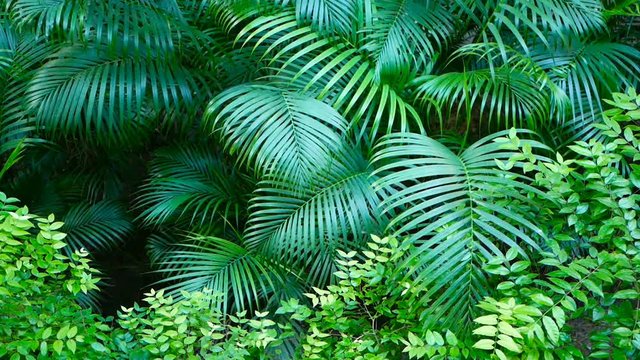 Exotic dark green leaves of tropical palm trees swing in the wind